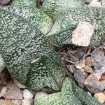 Gasteria ellaphieae Yaprak