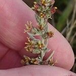 Artemisia maritima Blomst