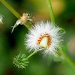 Sonchus oleraceus Mbuma
