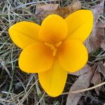 Crocus flavus Blomma