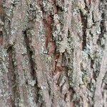 Carya cordiformis Bark