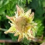 Geum montanum Frutto