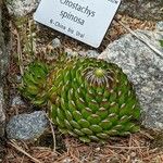 Orostachys spinosa পাতা