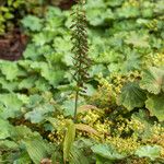 Epipactis helleborineMeyve