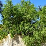 Pittosporum undulatum Habitat