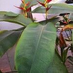 Heliconia latispatha Feuille