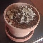 Gymnocalycium mihanovichiiΦύλλο