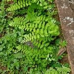 Adiantum philippense Elinympäristö