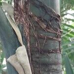 Caryota urens Bark