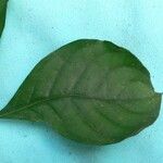 Psychotria cupularis 葉