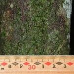 Chrysophyllum venezuelanense Otro