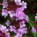 Thymus praecox 花