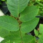 Juglans nigra Leaf