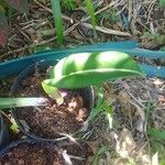 Hippeastrum reticulatum برگ