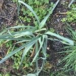 Allium longispathum Habitatea