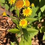 Verbesina alternifolia Flower