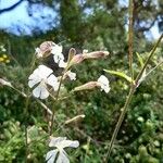 Silene italica Blüte