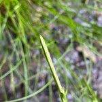 Carex strigosa Flower