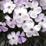 Phlox diffusa 花