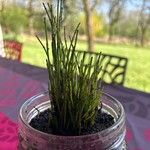 Equisetum scirpoides ഇല