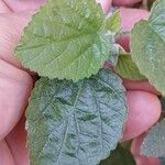 Sida cordifolia Leaf