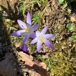 Crocus neapolitanus Flors