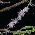 Mimosa myriadenia പുഷ്പം