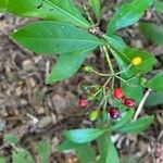 Psychotria carthagenensis Fruto