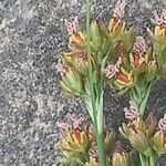 Juncus compressus Flower