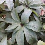 Helleborus viridis ഇല