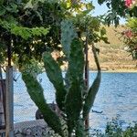 Opuntia humifusa Habit