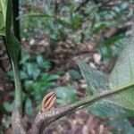 Pouteria melanopoda ഇല