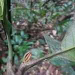 Pouteria melanopoda Leaf