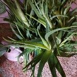 Aloe vera ശീലം