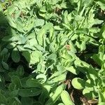 Sedum telephium Leaf