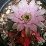 Gymnocalycium anisitsii Кветка