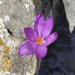 Crocus corsicus Flower