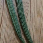 Luffa acutangula Frucht