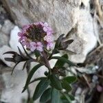 Aethionema saxatile Flower