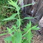 Chaiturus marrubiastrum Leaf