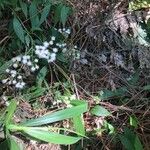 Ageratina riparia Flor
