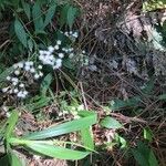 Ageratina riparia Květ