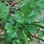 Ranunculus macrophyllus Leaf