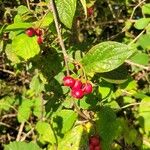 Cotoneaster bullatus 果實