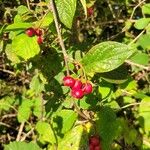 Cotoneaster bullatus ᱡᱚ