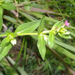 Cuphea carthagenensis Floare