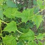 Chenopodium hybridum Leaf