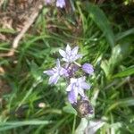 Scilla vernaFlower