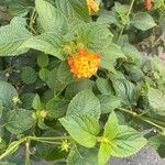 Lantana × strigocamara Leaf