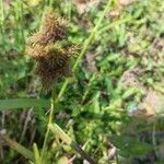 Carex vulpinoidea Leaf